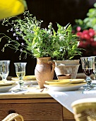 Herb flowers in clay pots on buffet table