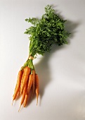 A Bundle of Fresh Carrots