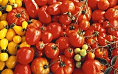 Verschiedene rote & gelbe Tomatensorten