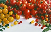 Various yellow and red tomato varieties