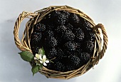 Several Blackberries in a Wicker Basket