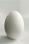 A Single White Egg