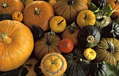 An Assortment of Gourds and Pumpkins
