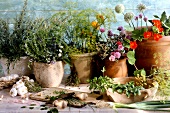 Still Life of Herbs Flowers and Vegetables