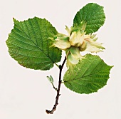 Unripe hazelnuts on branch with leaves