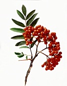 Rowan Berry; Branch