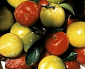 Many Red and Yellow Plums