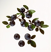 A Branch of Blueberries