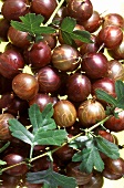 Many red gooseberries with a few leaves