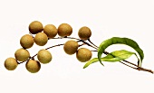 Ein Zweig mit Longan-Früchten