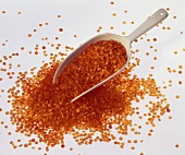 Red lentils with small scoop