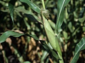 Immature corncobs on the plant