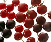 Red and Black Cherries