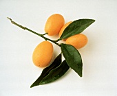 Ein Zweig mit Kumquats