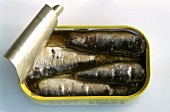Sardines in an opened tin