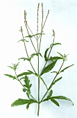 Vervain, sprig with leaves & a few flowers