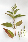 Helmkraut (lat. Scutelaria lateriflora)