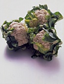 Three cauliflowers on white background