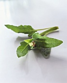 Fresh sage on light background