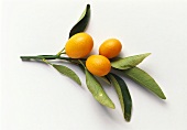 Three kumquats on a branch on white background