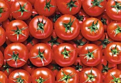 Viele Tomaten, in Reihen gelegt (bildfüllend)
