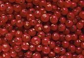 Viele rote Johannisbeeren mit Wassertropfen, bildfüllend