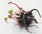 Young rhubarb with roots on white background