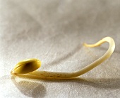 A single bean sprout on light background
