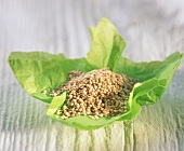 Quinoa auf grünem Einwickelpapier