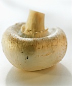 A button mushroom, lying on its cap