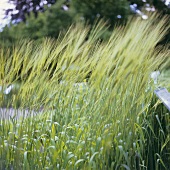 Barley field with long ears of barley