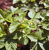 Strawberry plants with flowers in the field