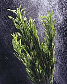 A bunch of rosemary