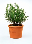 Rosemary in a clay pot