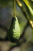 An avocado hanging on the tree