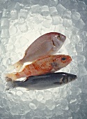 Three Types of Fish on Ice