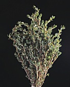 A bunch of thyme against black background