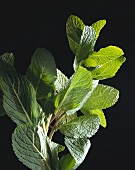 Mint against black background