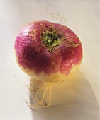 A Teltower turnip