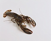 A raw lobster on white background