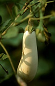 Eine weiße Aubergine an der Pflanze