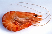 A Cooked Shrimp