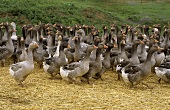 Lots of greylag geese on straw in front of a meadow