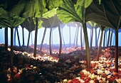 Rhubarb forest with a berry floor 