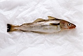 Whiting on white paper background