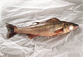 Pike-perch on a white paper background