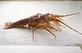 Langouste on a white wooden background