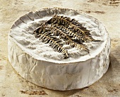Fougeru, a French soft cheese, on a brown background