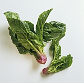 Spinach on a white background