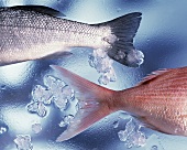 Zwei Fische auf Eis